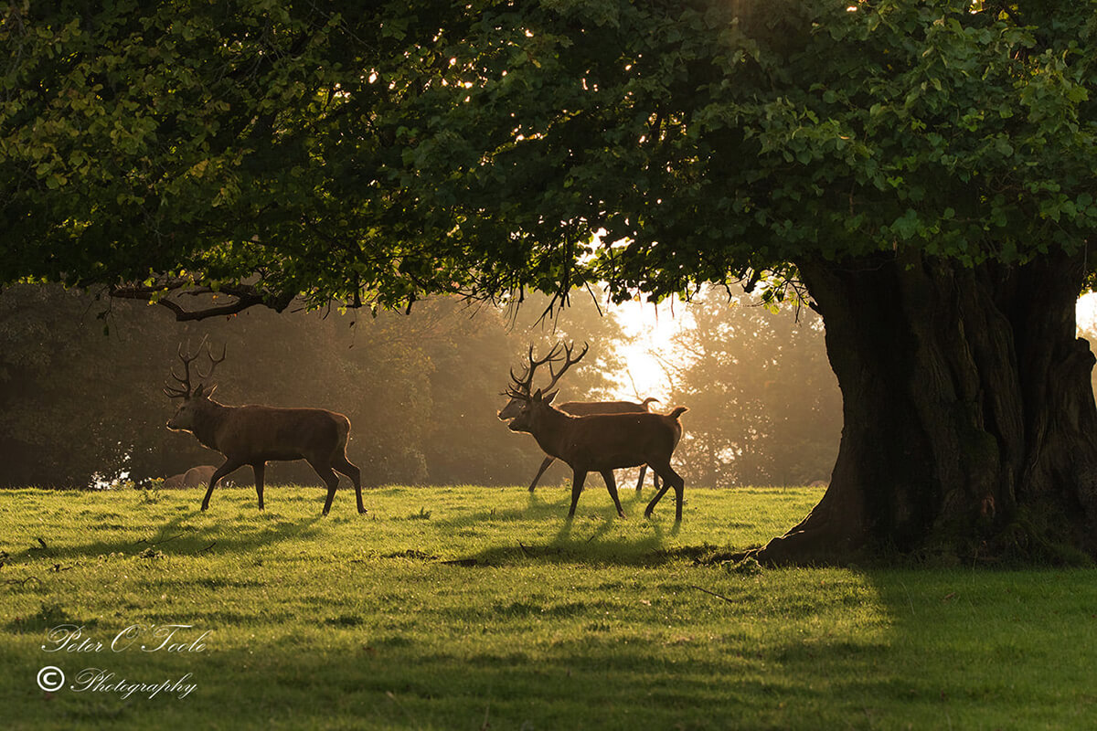 Red Deer in the Killarney National Park