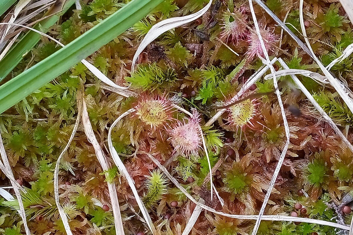 The Carnivorous Sundew