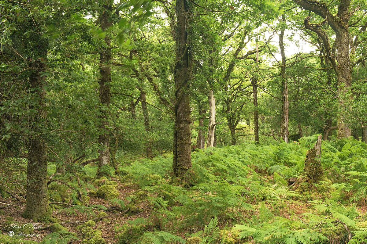 Killarney National Park Woodlands