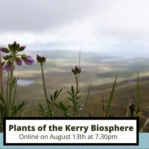 image of cuckoo flowers with text over, text reads Plants of the Kerry Biosphere Reserve