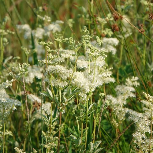 Image of the flower meadowsweet a small delicate white flower